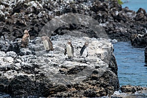 Penguins roost on the coast.Ecuado photo